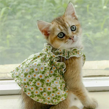 A kitten in the KittyNook Cat Co. Summer Cotton Cat Dress sits by the window, eyes full of gentle curiosity.